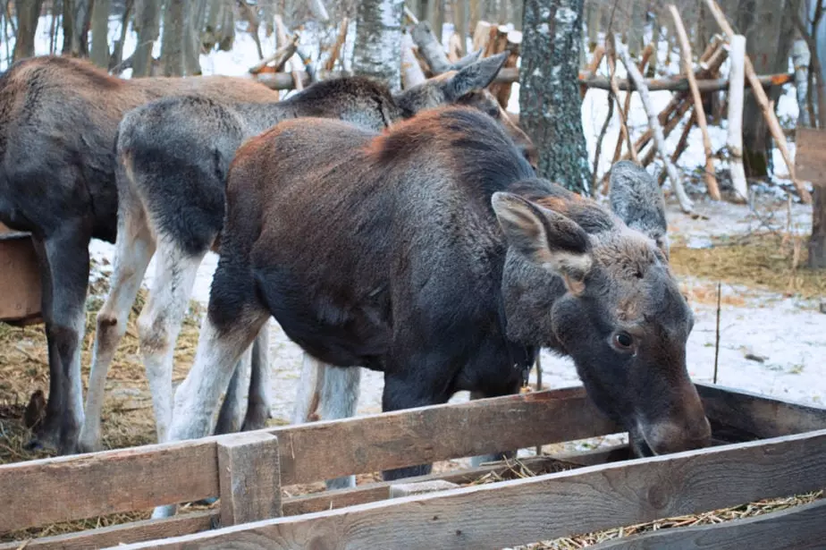 Новогодние Каникулы В Костроме Новогодние Каникулы В Костроме